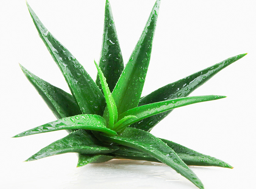 Aloe