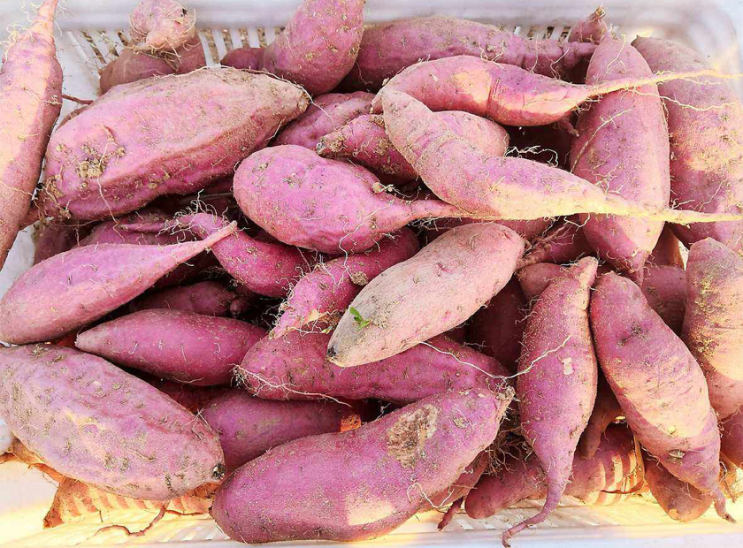 Sweet potato Sweet potato