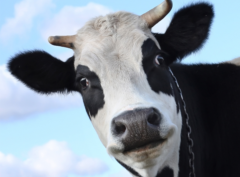 Cow dung